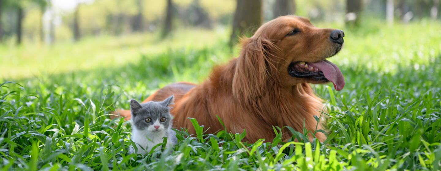 Introducing my dog deals to a kitten
